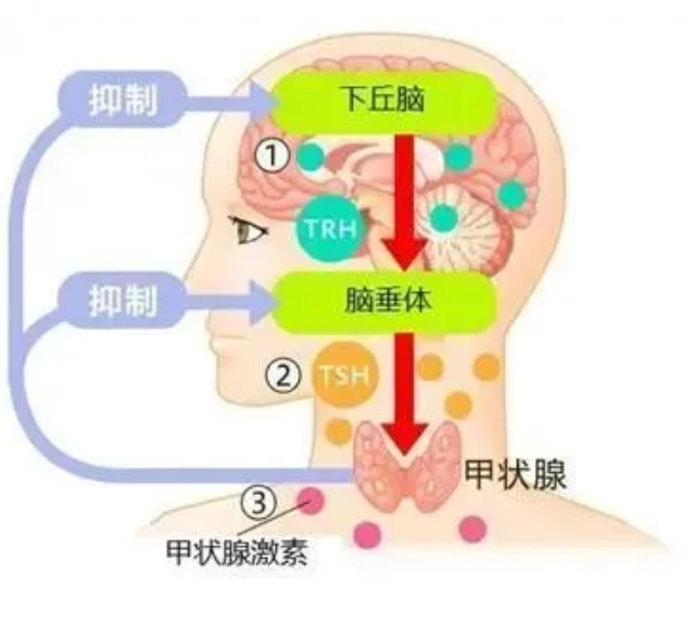 081712546575684678.png WeChat Screenshot_20240408111907.png